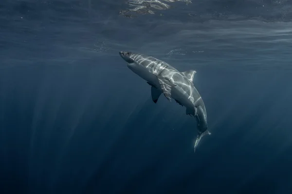 Μεγάλος λευκός καρχαρίας στον Ειρηνικό ωκεανό κοντινό πλάνο — Φωτογραφία Αρχείου