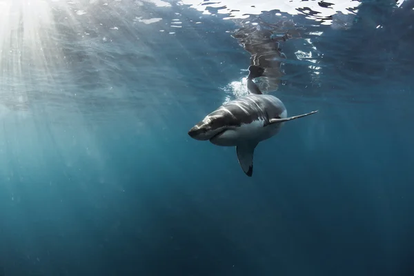 Gran tiburón blanco en el Océano Pacífico Primer plano retrato —  Fotos de Stock