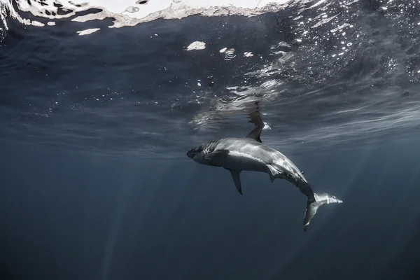 Gran tiburón blanco en el Océano Pacífico Primer plano retrato —  Fotos de Stock