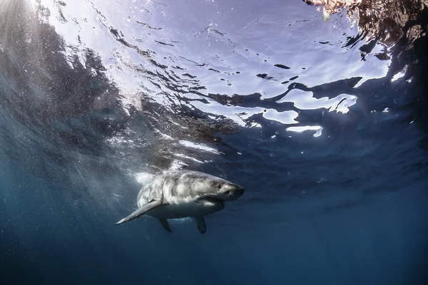 Gran tiburón blanco en el Océano Pacífico Primer plano retrato — Foto de Stock