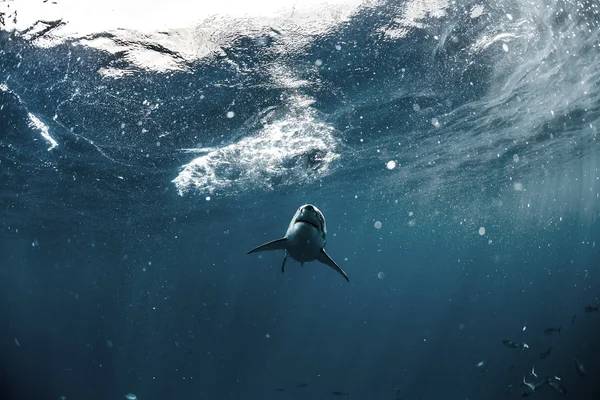 Grande tubarão branco no Oceano Pacífico Closeup retrato — Fotografia de Stock