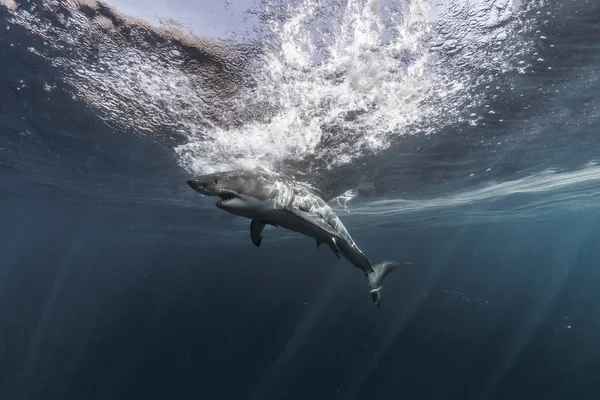 Grote witte haai in de Stille Oceaan close-up portret — Stockfoto