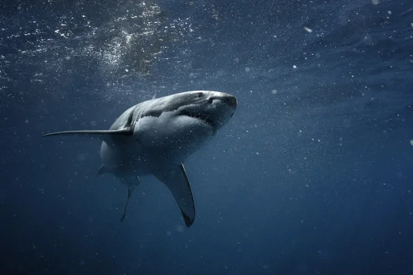 Nagy fehér cápa a Csendes-óceán closeup portré — Stock Fotó