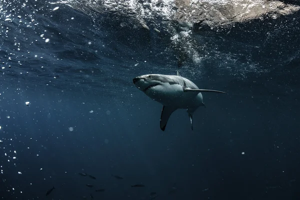 Grande tubarão branco no Oceano Pacífico Closeup retrato — Fotografia de Stock