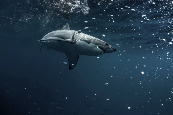 Gran retrato de primer plano de tiburón blanco — Foto de Stock