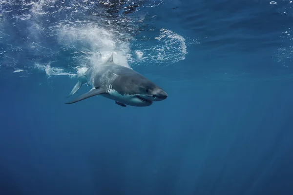 Grand requin blanc Portrait rapproché — Photo