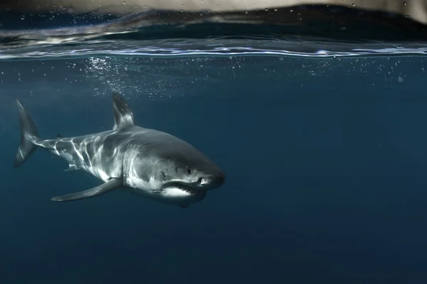 Gran tiburón blanco en el Océano Pacífico Primer plano retrato — Foto de Stock