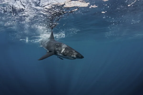 Gran retrato de primer plano de tiburón blanco — Foto de Stock