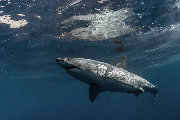 Gran retrato de primer plano de tiburón blanco —  Fotos de Stock