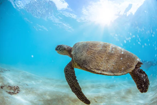 Havssköldpaddan under vattnet i vacker havsmiljö — Stockfoto
