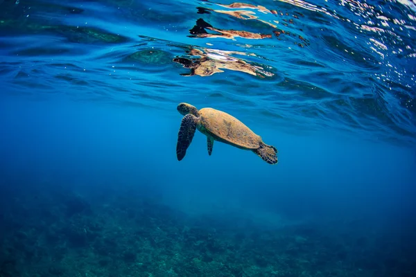 Meeresschildkröte unter Wasser in wunderschöner Meeresumgebung — Stockfoto