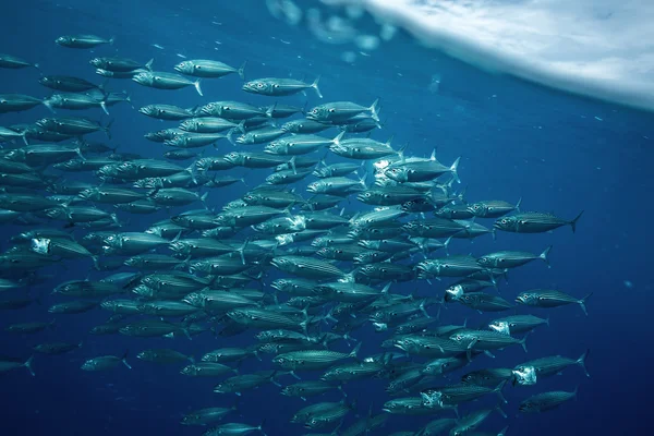 Big Shoal de peixes subaquáticos no oceano azul — Fotografia de Stock