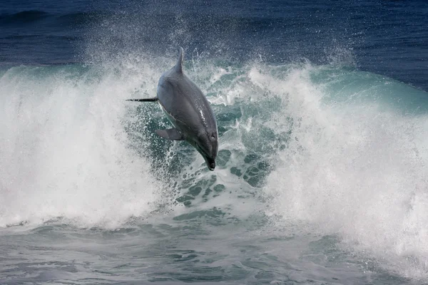 Dziki Delfin w Ocean Fala — Zdjęcie stockowe