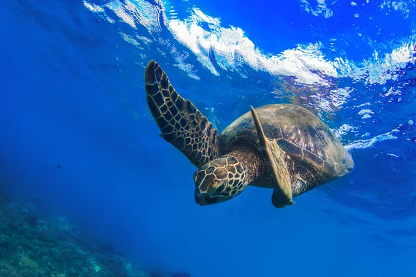 Морська черепаха підводного у синій океан — стокове фото