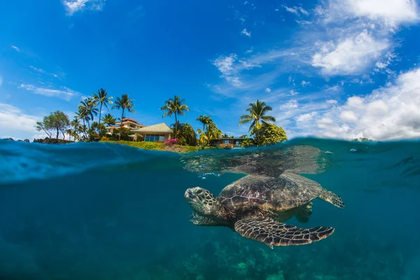 Tortuga marina bajo el agua en el océano azul —  Fotos de Stock