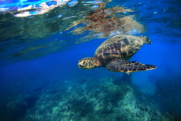 Tartaruga marinha subaquática no Oceano Azul — Fotografia de Stock