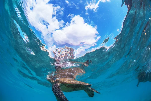 Tortue de mer sous-marine dans un bel environnement océanique — Photo