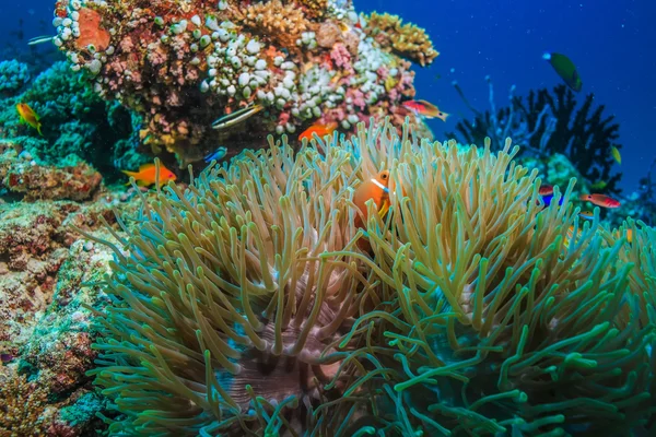 Röd fisk i anemone under vattnet — Stockfoto