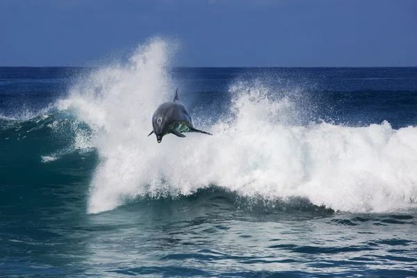 Bellissimo delfino in onda oceanica — Foto Stock