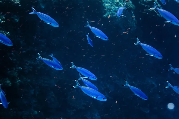 Poisson bleu dans la mer profonde sombre — Photo