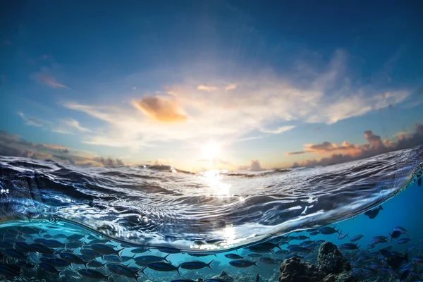 Oceano Maldivo cheio de peixes coloridos subaquático mundo descoberto — Fotografia de Stock