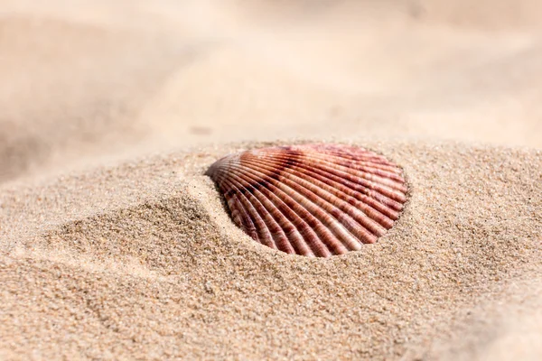 Muschel auf Sand — Stockfoto