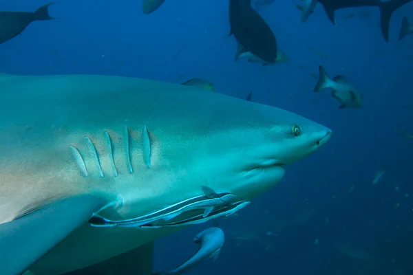 大きなサメのクローズ アップの肖像画 — ストック写真