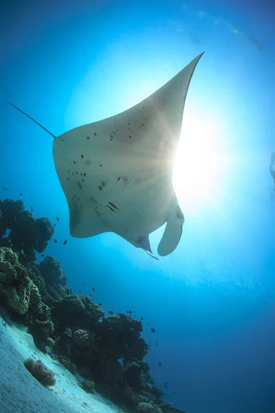 Mantaray En el agua tropical en la luz del día brillante bajo el agua volando sobre el arrecife de coral con fondo arenoso — Foto de Stock