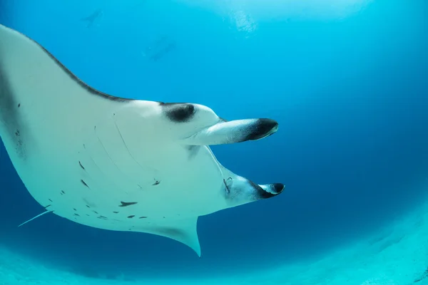 Mantaray In tropical water in bright daylight underwater flying over coral reef with sandy bottom — Stock Photo, Image