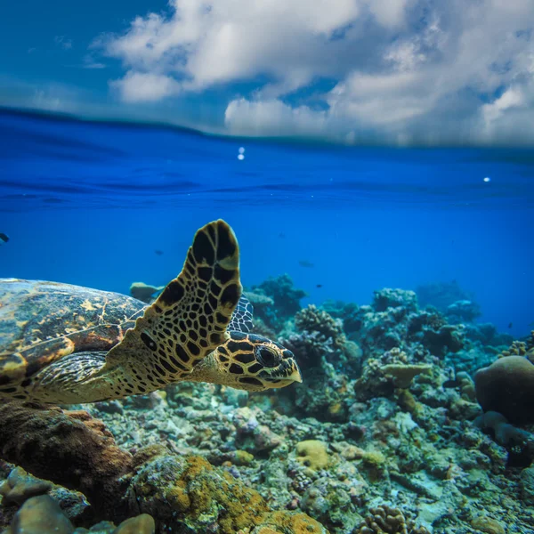 Meeresschildkröte unter Wasser in wunderschöner Meeresumgebung — Stockfoto