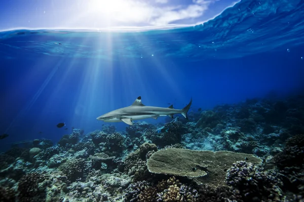 Ένας καρχαρίας blacktip γκρι στον ωκεανό — Φωτογραφία Αρχείου