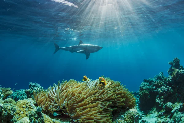 Gran caza de tiburones blancos —  Fotos de Stock