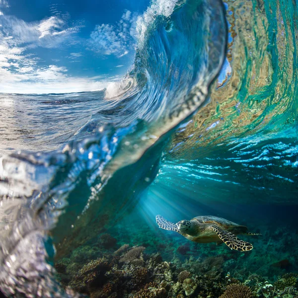 Tortuga submarina en un hermoso entorno oceánico — Foto de Stock