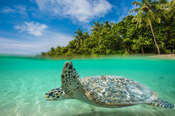 Sea Turtle Underwater in beautiful ocean environment