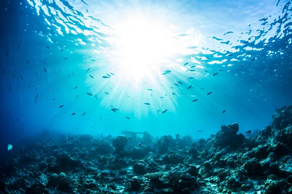 Underwater bakgrund med solen skiner genom vattenytan. Hav fullt av fisk nad korall botten — Stockfoto