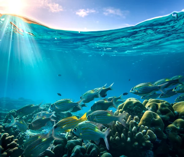 Banc de poissons sous la surface de l'eau dans l'océan Indien — Photo