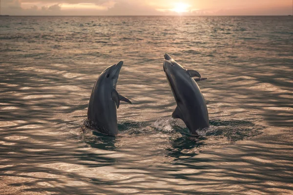 Dois golfinhos Plaiyng em mar aberto ao pôr do sol — Fotografia de Stock