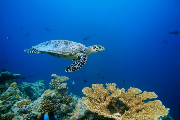 Tartaruga marinha subaquática no Oceano Índico em Maldivas — Fotografia de Stock