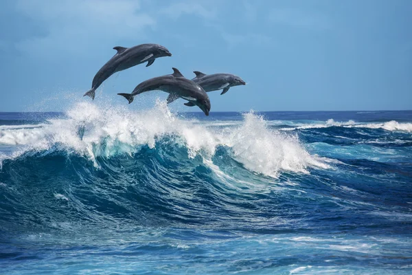 Beautiful Dolphins In Ocean Royalty Free Stock Images