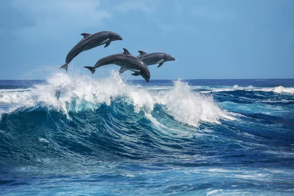 Beautiful Dolphins In Ocean Stock Image