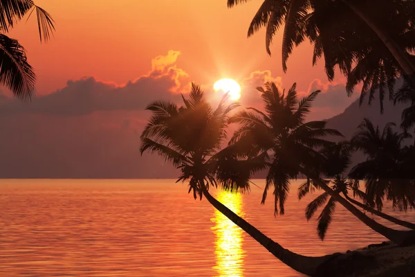 Tropischer Strand mit Palmen bei Sonnenuntergang — Stockfoto