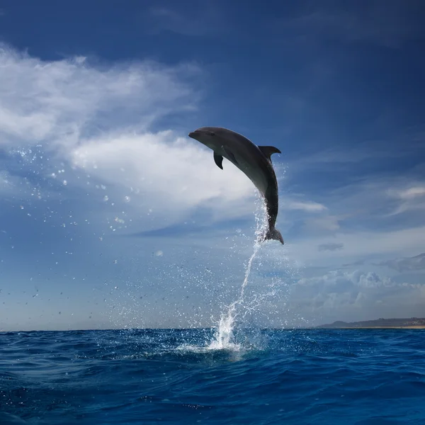 Delfíní skoky z moře — Stock fotografie