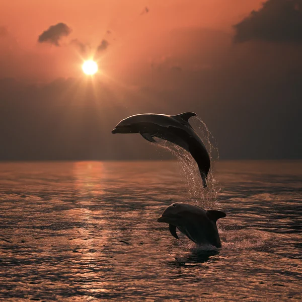 Beautiful Leaping Dolphins Royalty Free Stock Images