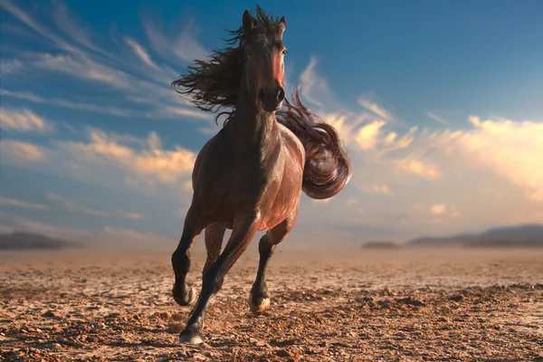 Бегущий конь с речной гривой — стоковое фото