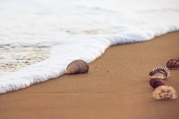Beach foam with sea shells — Stock Photo, Image