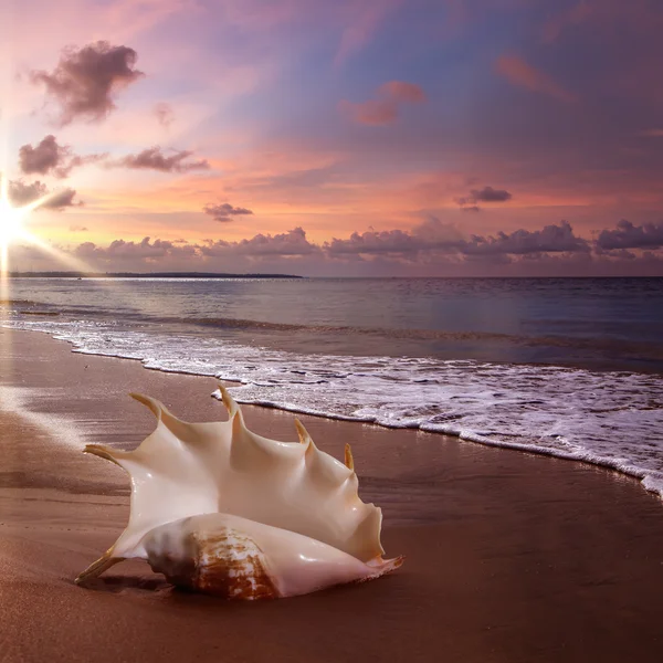 Beach with seashell on wet sand — Stock Photo, Image