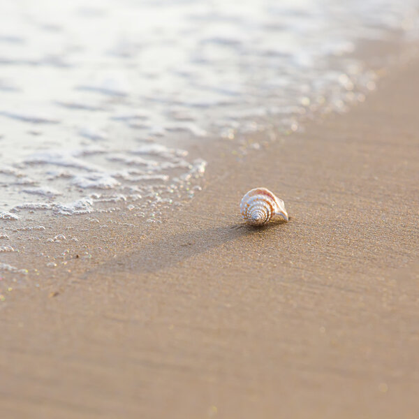 Sea foam and shell on sand