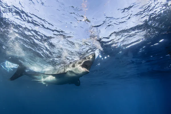 Gran tiburón blanco — Foto de Stock