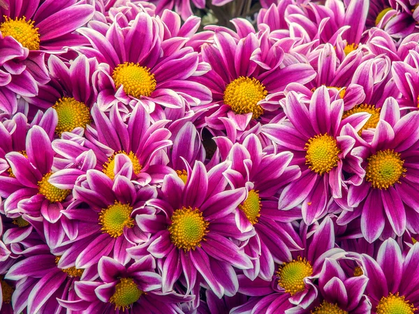 Chrysanthemums — Stock Photo, Image