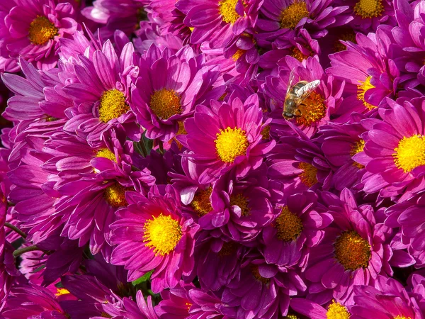 Chrysanthemums — Stock Photo, Image